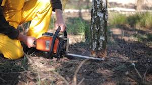 Best Organic Lawn Care Solutions  in Spooner, WI