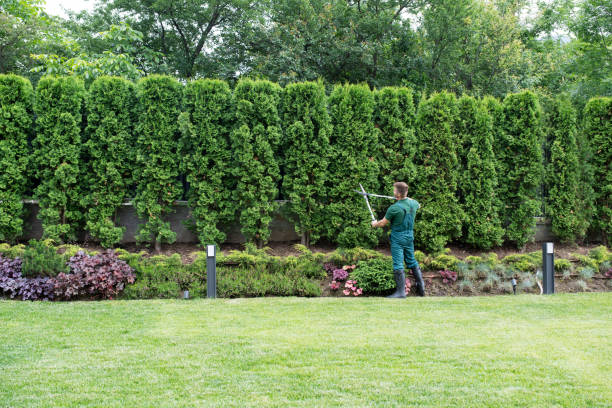 Trusted Spooner, WI Tree Removal Experts