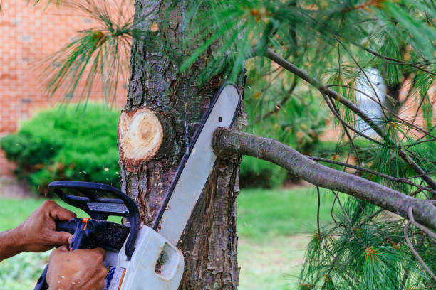 How Our Tree Care Process Works  in  Spooner, WI